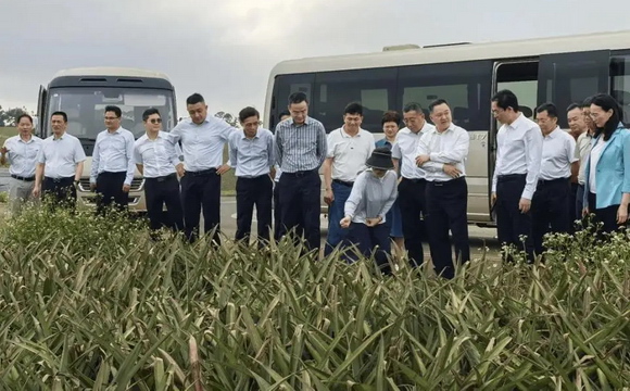 广药集团赴湛江市调研交流，深化广湛协作和地企合作